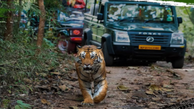 Van Vibhag Driver Bharti