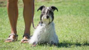 obedience coaching for hyperactive dogs